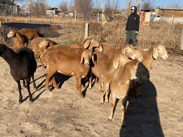 для животных: Продаю | Ягненок | Арашан | Для разведения | Ярка — 10