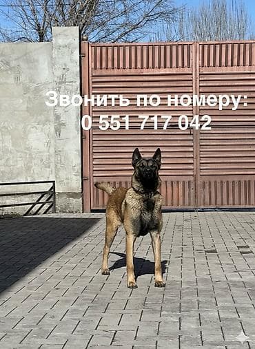 белгийский авчарка: Бельгийская овчарка, 9 месяцев, Самец, С прививкой — 1