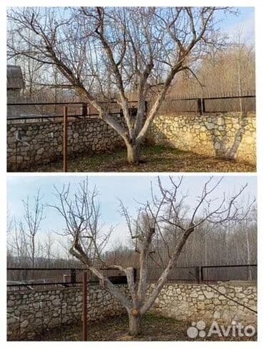 установка газового оборудования бишкек: ОБРЕЗКА САДОВЫХ ДЕРЕВЬЕВ ФОРМИРОВКА ПИЛИМ ДРОВА ВОЗМОЖНО ВЫЕЗД ПО — 2