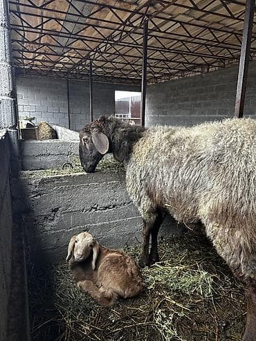 живой корм: Продаю | Овца (самка) | Эдильбаевская | Для разведения | Матка — 6