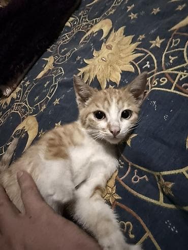 котенок сиамский: Кошка даром: Беспородная, 3 месяца, Девочка, Приучена к лотку — 3