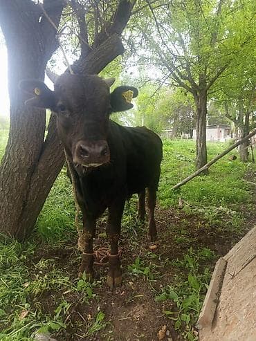прадаю баран: Продаю | Бык (самец) | На откорм | Племенные — 1