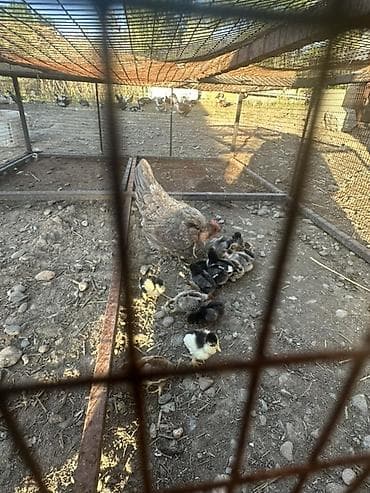 зоомагазин бишкек орто сай: Сатам | Балапандар | Үй | Көбөйтүү үчүн — 6