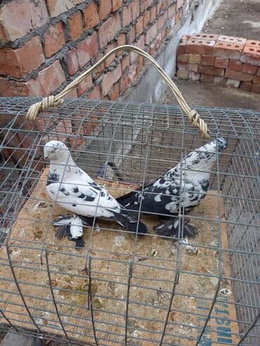 гидропонный зеленый корм цена: Породистые декоративные голуби с «чубами» и оперёнными лапами — 3