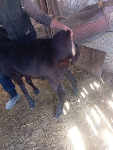 кролик декоративный: Продаю | Баран (самец) | Для разведения | Племенные — 3