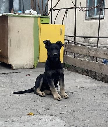 собачка чихуахуа купить: Восточноевропейская овчарка, 4 месяца, Самец, С прививкой, С родословной — 1