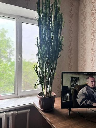 трехгранный кактус молочай: Юкка-молочай (Euphorbia trigona/касторное древо) в горшке. - Высокое — 2