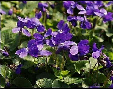 Комнатные растения: Фиалка садовая душистая (Viola odorata) — многолетний почвопокровный — 1