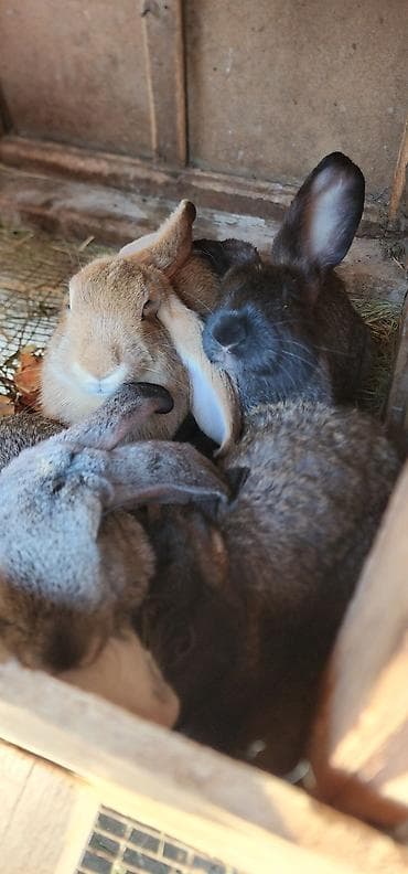 сабиз оптом: Сатам | Коёндун бөжөктөрү | Көбөйтүү үчүн — 1