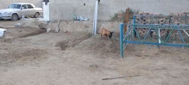 куда можно отдать собаку в бишкеке: Бельгийская овчарка, 2 месяца, Самец — 12