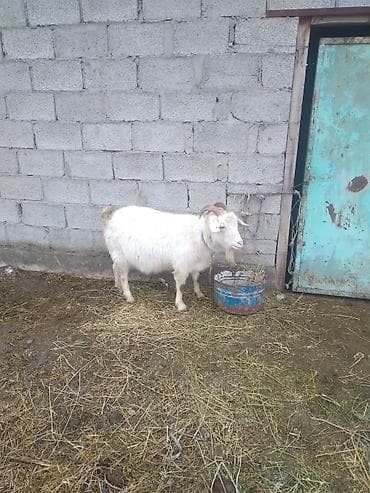 козий сыр: Продаю | Коза (самка), Козёл (самец), Козлёнок | Зааненская | Для молока | Племенные, Котные, Осеменитель — 3