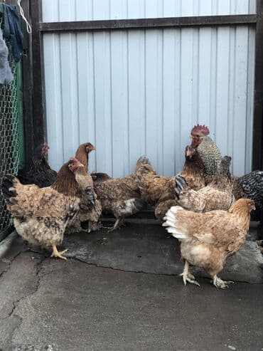 куплю домик для собаки: Продаю | Куры | Для разведения — 9