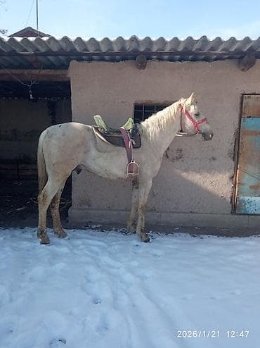 Продаю | Жеребец | Рабочий — 3