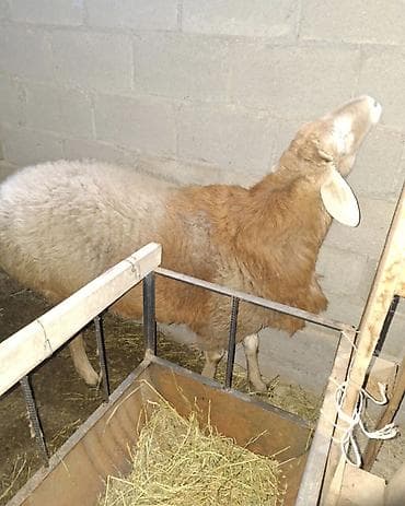 Услуги ветеринара: Продаю | Баран (самец) | Арашан | Для разведения — 3