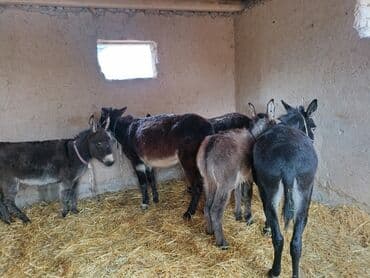 Ослы – группа животных для хозяйства - На фото — несколько ослов