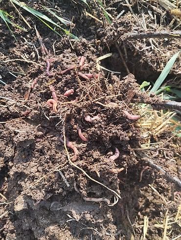 тиомочевина купить: Удобрение Гумус, Самовывоз — 7