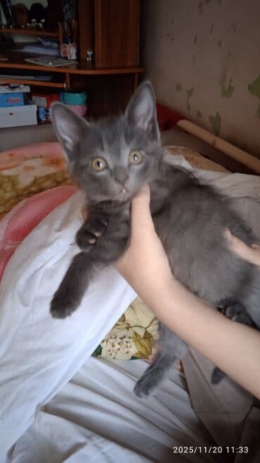 корм для кошек и котят: Котята в добрые и ответственые руки. Кушают все и китекет тоже. Кашку — 8