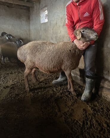 Аквариумы: Продаю | Овца (самка) | Для разведения | Ярка — 4