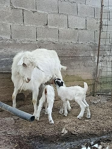 козы дойная: Продаю | Коза (самка) | Для разведения — 2