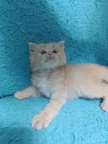 вислоухие котята цена: Милые умные красивые игривые котята 😍😍😍😍к Лотку преучены!!! 2 месяца — 8