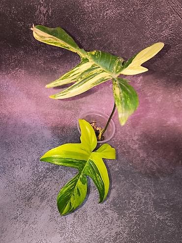 Филодендроны: Филодендрон Magic Mask (вариегатный сорт) Укоренённые черенки уже с — 7