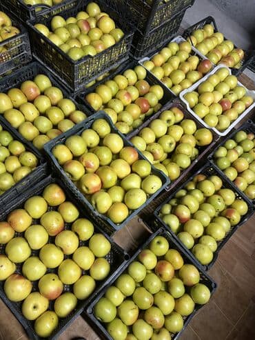 Яблоки В розницу