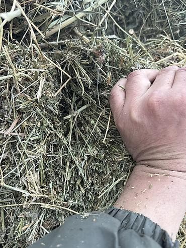 продаю соя: Тюки метр и больше 1вый укос беде — 4