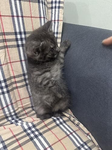 шотландский прямоухий кот цена: Скотиш Страйт (Шотландская прямоухая), 2 месяца, Девочка, Серый, Приучена к лотку, Проглистована — 2