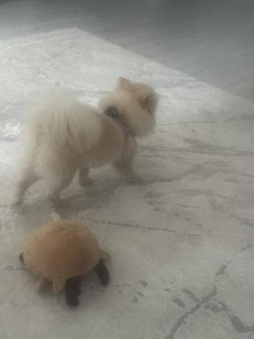 плюшевый кот: Мягкая игрушка «Краб/крабик» для домашних животных - Форма: округлая — 2