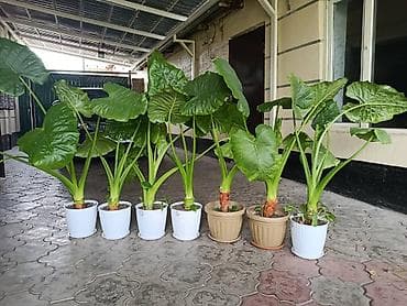 продаю роза: Алоказия (Alocasia) в декоративных горшках - Крупные — 2