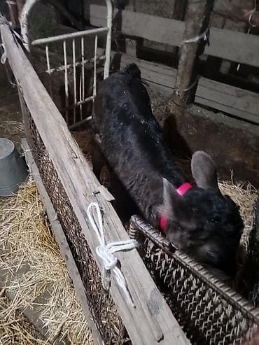 А/ч жаныбарларын сатам: Лошадь (серой масти) и телёнок (чёрной масти) - Лошадь: молодая — 7