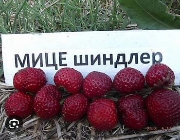 цена клубники: Продаю рассаду клубники черный принц очень вкусный слатккй сочные Мице — 3
