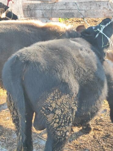 пшеница на корм: Продаю | Бык (самец) | Алатауская, Швицкая, Абердин-ангус | Для разведения — 5