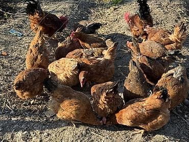 бролер куры: Продаю | Инкубационные яйца | Для разведения — 1