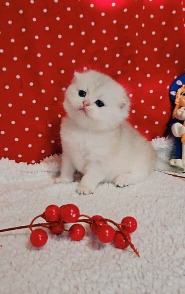 сколько стоит немецкий шпиц: Шотландские котята от красивой пары. Scottish foldокрас серебристая — 2