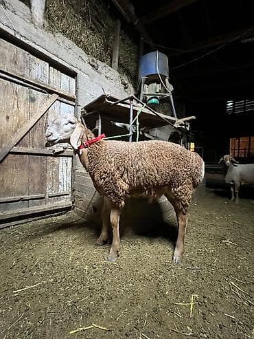 рога олени: Продаю | Баран (самец) | Меринос | Для разведения | Ярка — 2