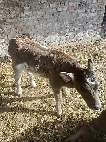 бычок 1год: Продаю | Музоо, торпок | На откорм | Искусственник — 3