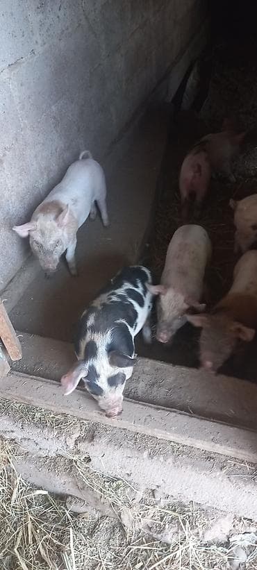 для зерна: Продаю | Поросенок | На забой — 4