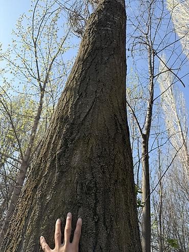 чон ата: 62 соток, Курулуш, Кызыл китеп — 6