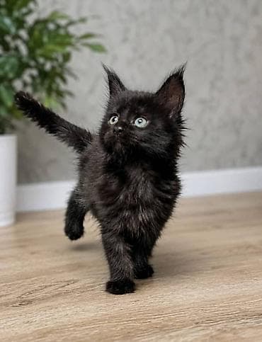 scottish fold: Продаю породистых котят Мейн Кун. Мальчик и девочка 2 месяца. Приучены — 4