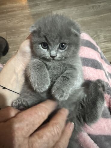 леопардовая кошка: Котята скоттиш-фолд. возраст 1,5 месяца. 3 мальчика, 1 девочка. к — 4