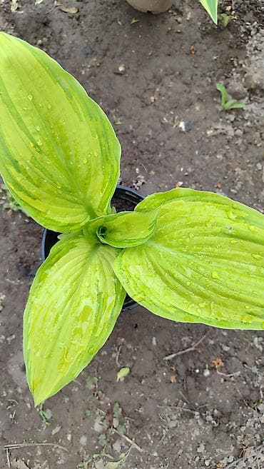 лист контейнер: Хосты декоративные, саженцы в контейнерах - Разнообразие расцветок — 1