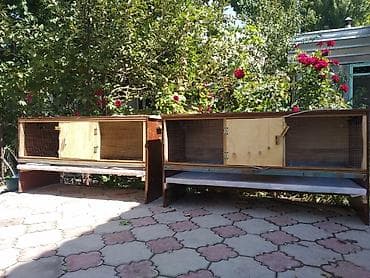 суточные циплята: Брудеры универсальные для цыплят утят гусят индюшат фазанов павлинов — 1