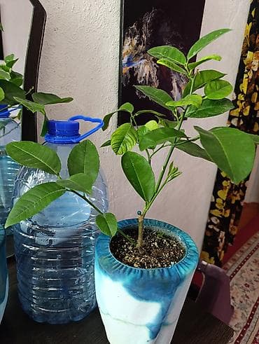 комнатный лимон: Лимон Мейера (Limon Meyeri) в горшке - Компактное цитрусовое дерево — 5
