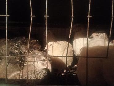 поилки для курей: Перепела (разные окрасы) - Вид: домашние перепела, мясо-яичное — 4