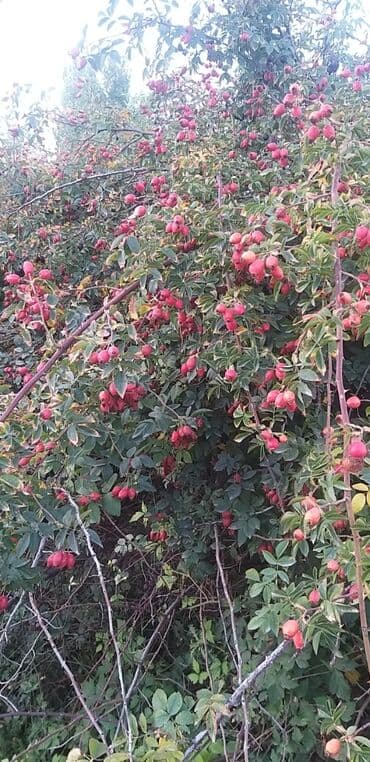 помидоры новичок: Шиповник (ягоды на кусте) - Крупноплодный шиповник с обильным урожаем — 1