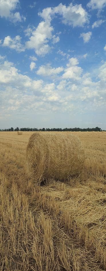 Айыл-чарба жаныбарлары: Солома ячмень. Рулонные тюки. В одном тюке 15-20 обычных тюков — 1