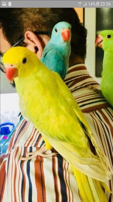 домашняя курица бишкек: Птенцы Ожиреловых попугаев хорошо приручаются к разговору и к рукам — 8