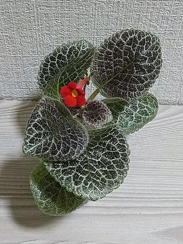 Упаковочные товары: Эписции 10 сортов. Крупные детки, некоторые с бутонами. Цветут — 2