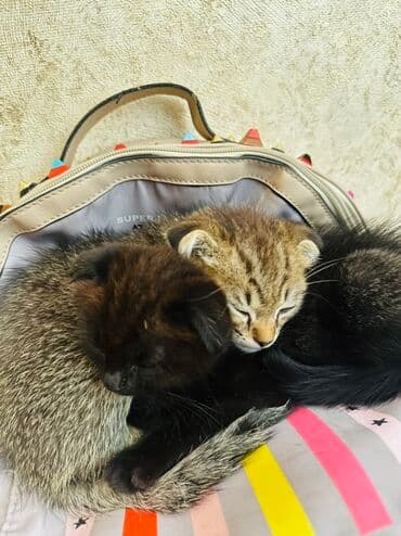 показы 1 354 72 договорная кошка даром британская короткошёрстная 1 год мальчик метис 2 позвонить написать: Два очаровательных котёнка: - Окрас: один угольно‑чёрный, второй — 2